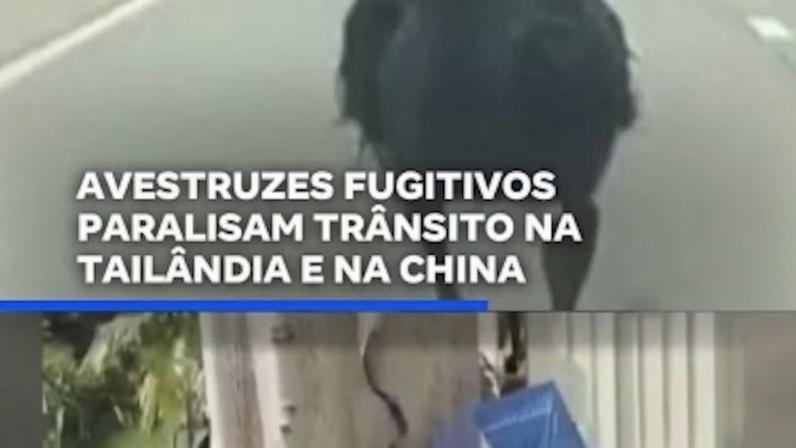 Avestruzes fugitivos paralisam trânsito na Tailândia e na China