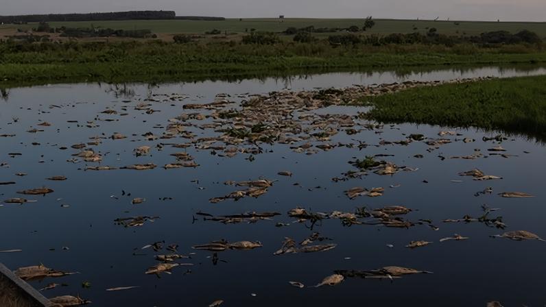 Despejo irregular industrial causa mortandade de peixes no Rio Piracicaba