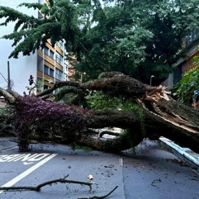 Árvore gigante cai e fecha ruas próximas à Avenida Paulista