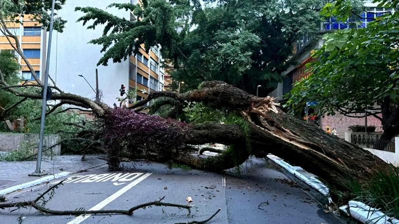 Árvore gigante cai e fecha ruas próximas à Avenida Paulista