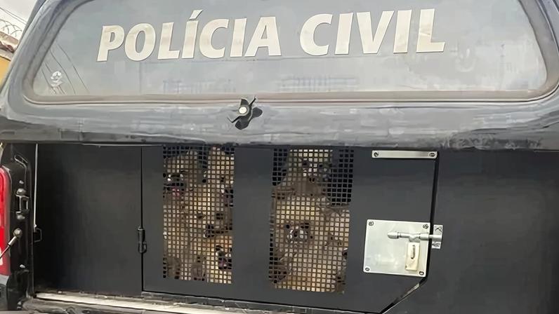Dezenas de cães Lulu da Pomerânia são resgatados pela polícia em MG