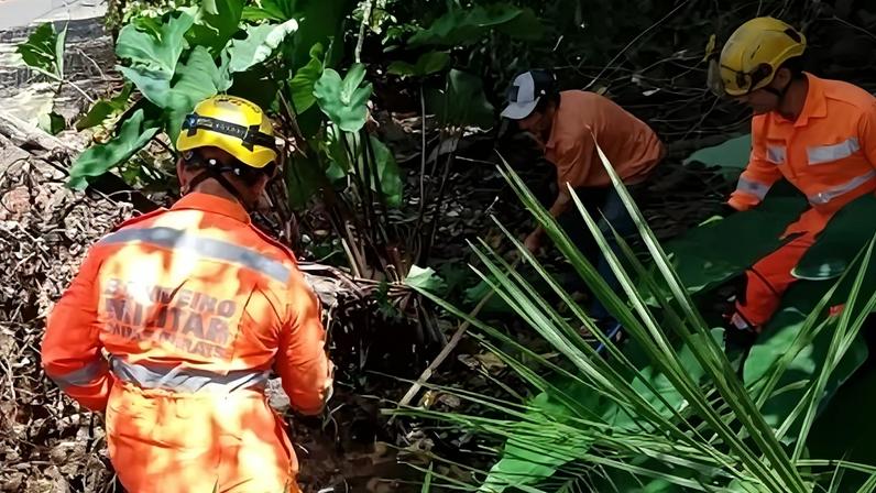 Bombeiros capturam sucuri no quintal de casa em MG