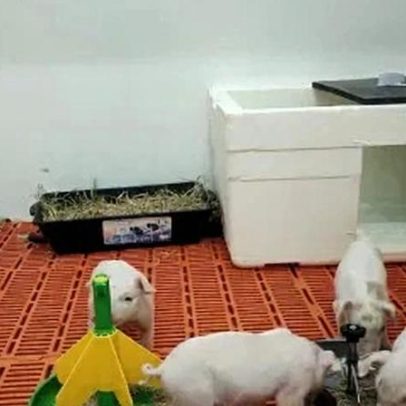Novos filhotes esperados após a primeira clonagem de porco no Brasil