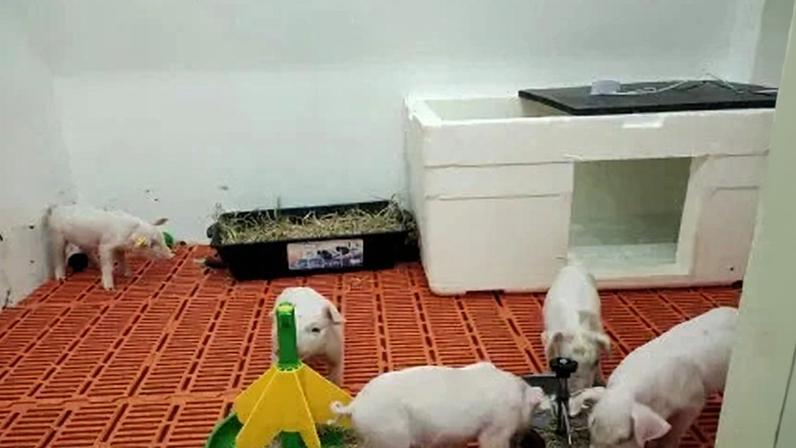 Equipe do Instituto de Zootecnia realiza pesquisa para desenvolvimento de soluções para a saúde humana.