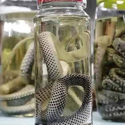 Casos com animais peçonhentos no Amazonas ultrapassam mil em 2026