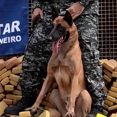 Cão Hulk ajuda a localizar 48 toneladas de drogas no Complexo da Maré, RJ