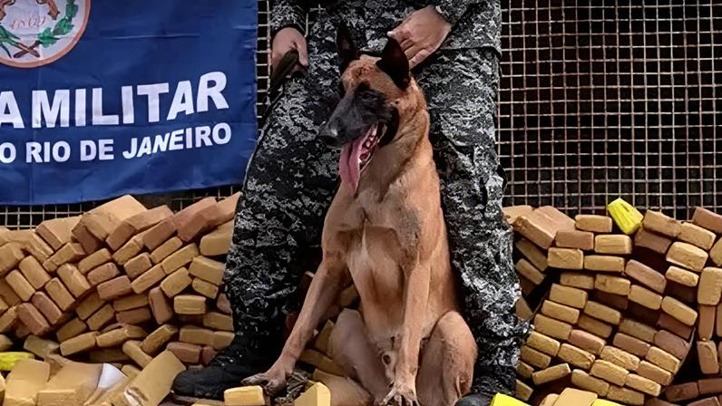 O cão Hulk, da raça Pastor Belga Malinois, auxiliou na operação da Polícia Militar que identificou mais de 48 toneladas de drogas em comunidades do Complexo da Maré