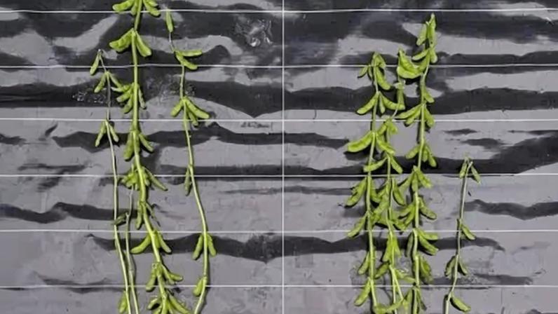 Antes e depois com novo padrão de manejo de soja, tecnologia brasileira criada pela Nitro