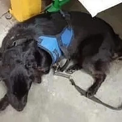Polícia indiciou mulher por abandono de cão em supermercado de SC