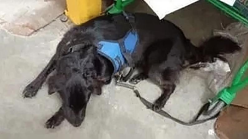 O cão, chamado “LUKE”, foi adotado por uma outra família e rebatizado de “JOE”.