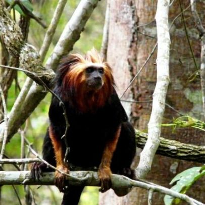 Centro de reabilitação para mico-leão-dourado abre em meio à expansão urbana