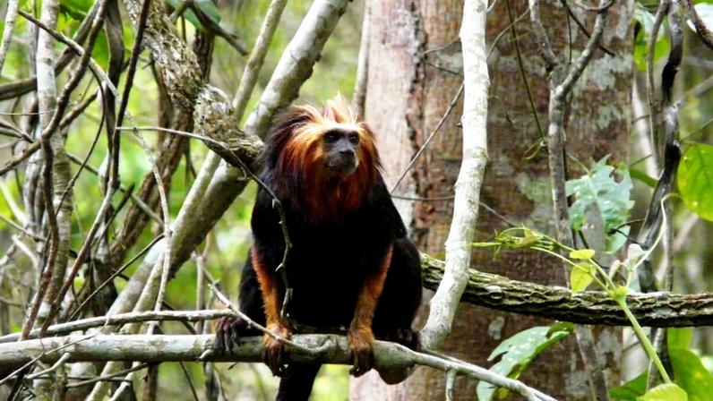 Centro de reabilitação para mico-leão-dourado abre em meio à expansão urbana