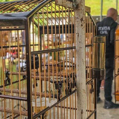 Mais de 30 pessoas detidas em torneio clandestino de pássaros em Nova Iguaçu