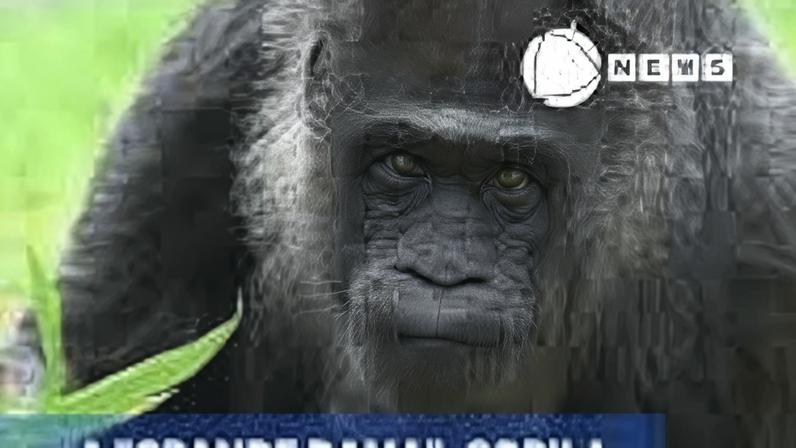 Reprodução canal do Youtube Record News