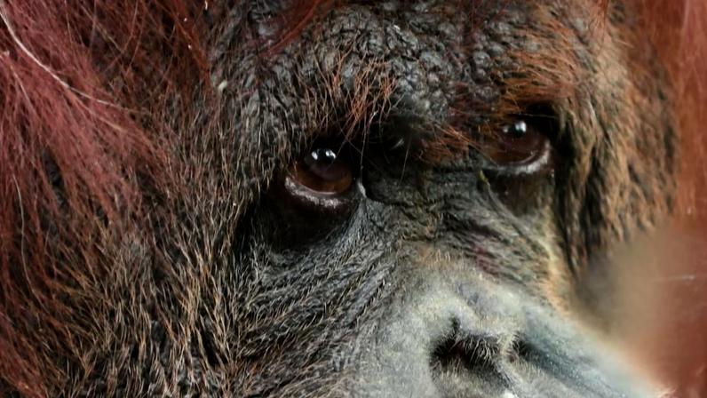 Nenette, a orangotango, ganha um novo lar em Paris