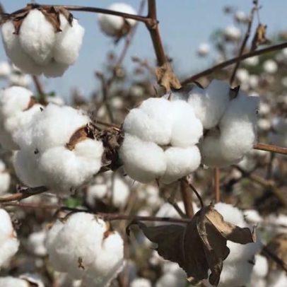 Algodão brasileiro amplia mercado global, mas setor teme impactos da guerra