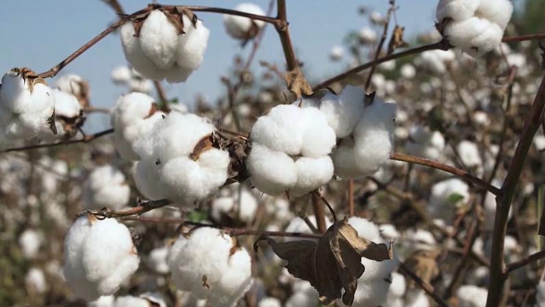 Algodão brasileiro amplia mercado global, mas setor teme impactos da guerra