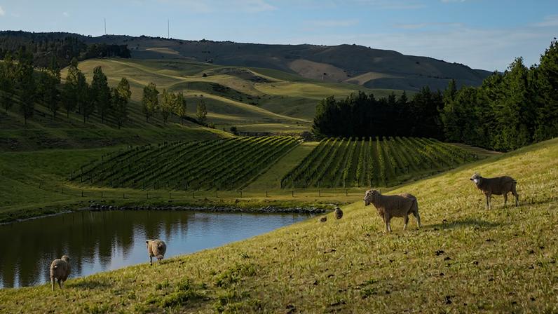 Descubra North Canterbury, a joia escondida da Nova Zelândia