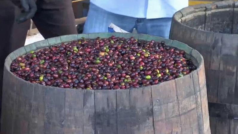 Café robusta apresentou a menor média desde março de 2024