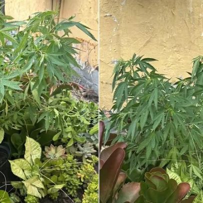 Floricultura disfarça pé de maconha entre plantas e vende na zona leste