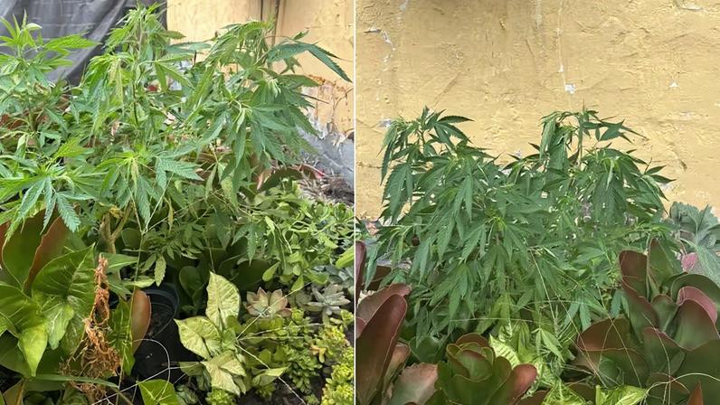 Marconha camuflada: floricultura esconde pé da planta em meio a outros vasos para vender em SP