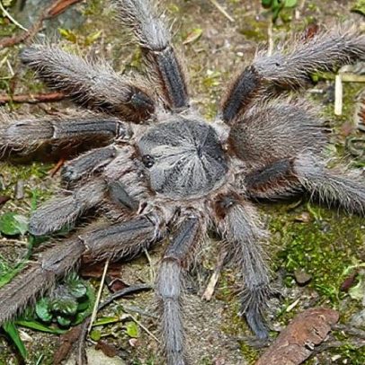 Tarântulas com super braços adotam estratégia extrema para sobreviver ao acasalamento