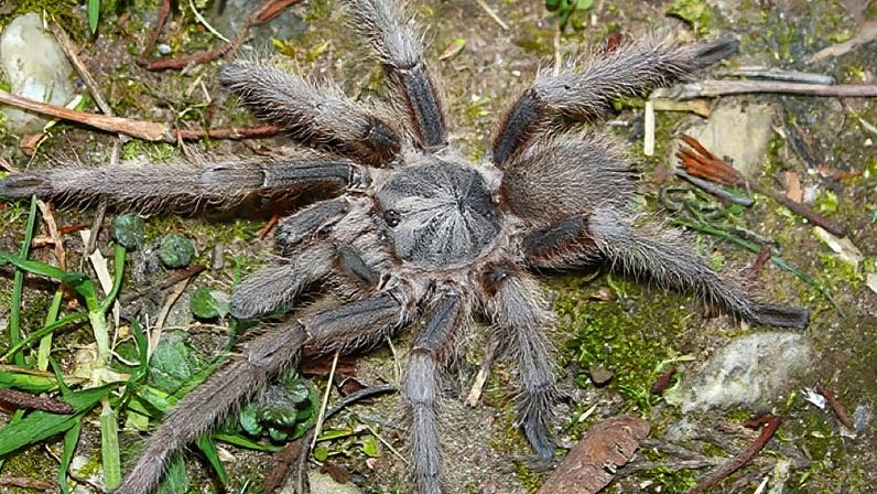 Tarântulas com super braços adotam estratégia extrema para sobreviver ao acasalamento