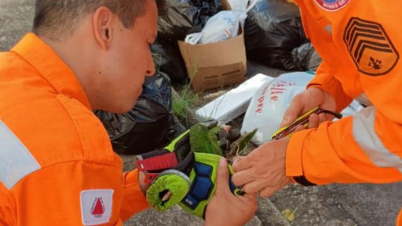 Bombeiros resgatam maritaca presa em cerol