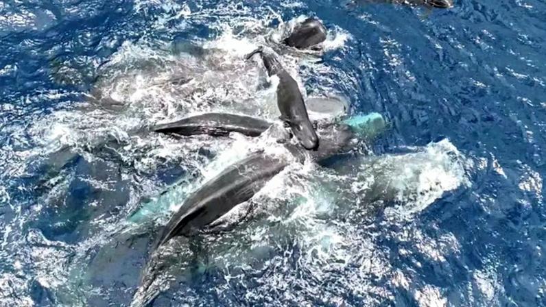 Baleias se unem para salvar filhote recém-nascido em cena rara