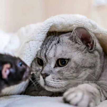 Gato e rato: 7 mitos e verdades sobre a relação entre esses animais