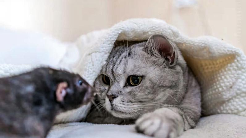 Gato e rato: 7 mitos e verdades sobre a relação entre esses animais