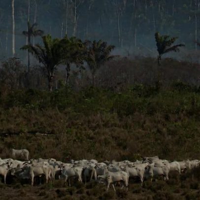 Perda de florestas tropicais cai em 2025, mas metas globais permanecem fora do alvo