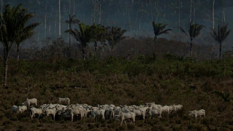 Perda de florestas tropicais cai em 2025, mas metas globais permanecem fora do alvo