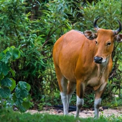 Recuperação de gado selvagem transforma meios de subsistência perto de reserva na Tailândia