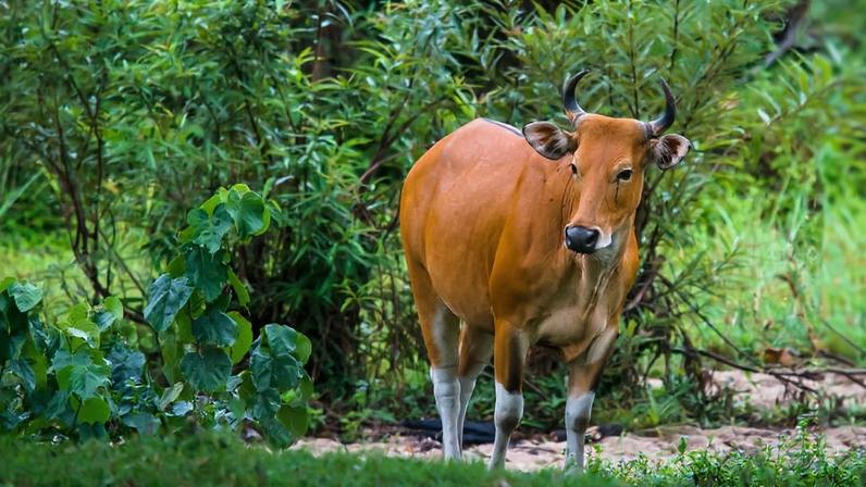Banteng