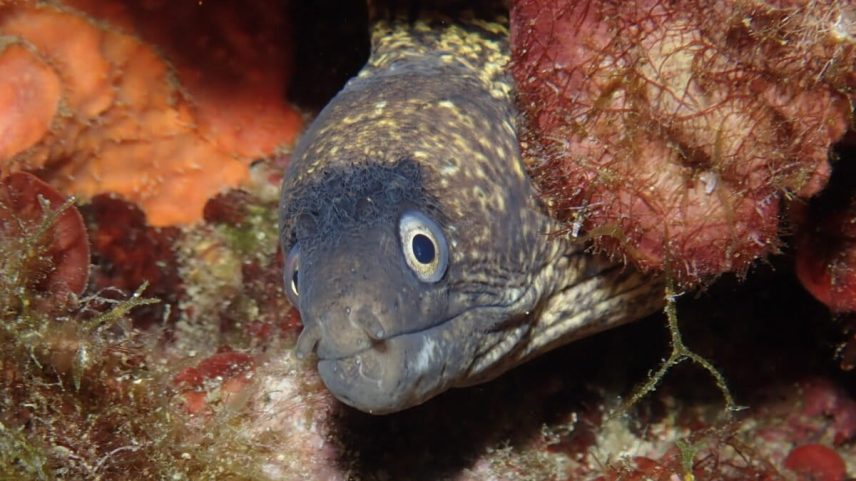 Bolieiro discute a maior rede de Áreas Marinhas Protegidas do Atlântico Norte