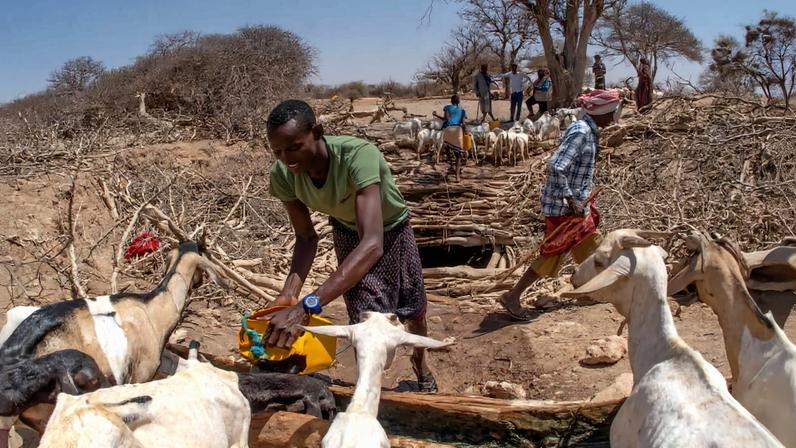 A seca restringe o compartilhamento entre pastores na Etiópia