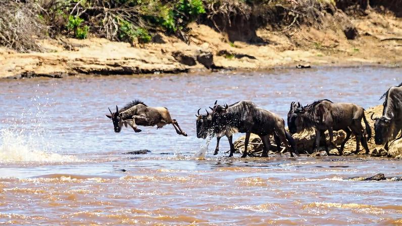 Part of the Great Migration, a herd of wildebeest line up to cross the Mara river in the Masai Mara national reserve.