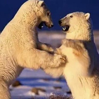 Ele vive pelo seu trabalho com 16 fotos do cinegrafista falecido de Planet Earth