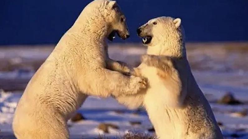 Ele vive pelo seu trabalho com 16 fotos do cinegrafista falecido de Planet Earth