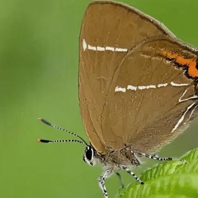 Borboletas raras são avistadas após plantio de 430 árvores