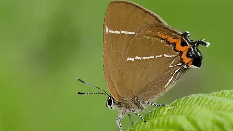 Butterfly Conservation