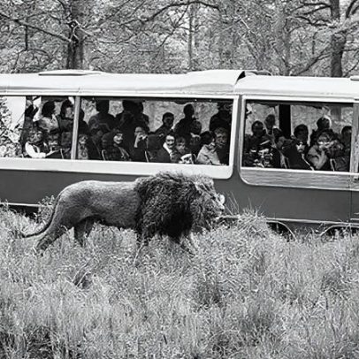 Primeiro parque de safari do mundo celebra 60 anos