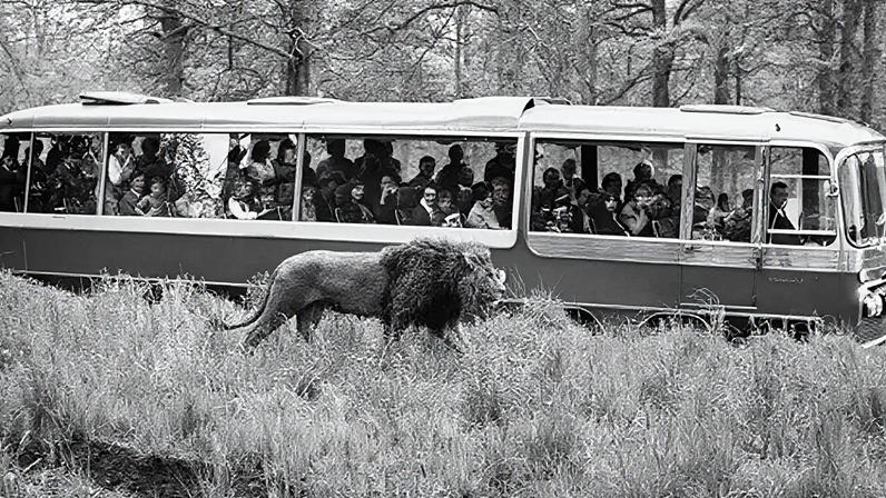 Primeiro parque de safari do mundo celebra 60 anos
