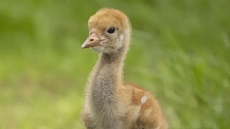 Reserva natural ajuda a restaurar população de garças