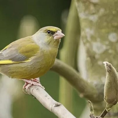 Tit azul de Surrey desafia tendência nacional em estudo de aves
