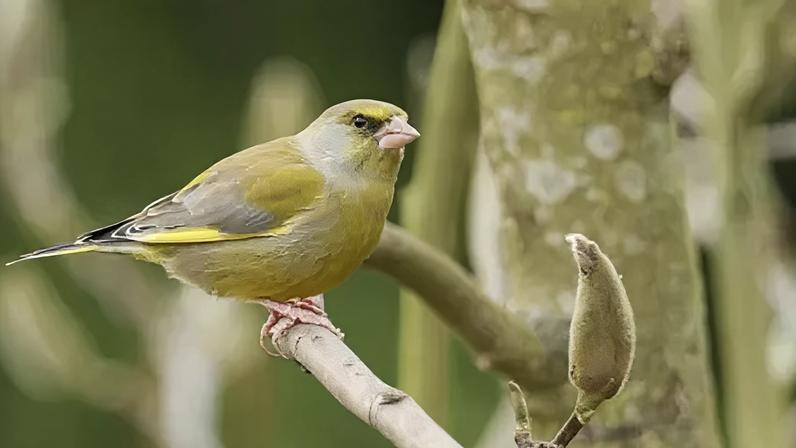 The charity is discouraging feeding seeds and nuts to birds from 1 May til the end of October
