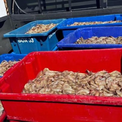 Pescadores são presos com 350 kg de camarão rosa durante o defeso