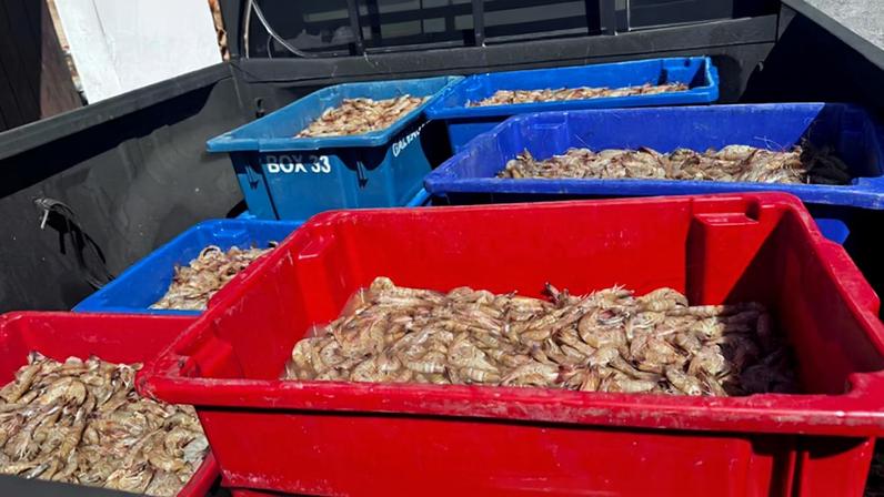 A Polícia Federal prendeu, nesta quarta-feira (15/4), quatro pessoas pela prática de pesca ilegal na Baía de Sepetiba, no município de Itaguaí/RJ. Também foram apreendidos 350 kg de camarão, sendo cerca de 50 kg ainda vivos no momento da abordagem.