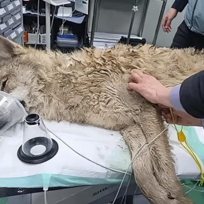 Lobo fugitivo na Coreia do Sul é capturado após busca de nove dias